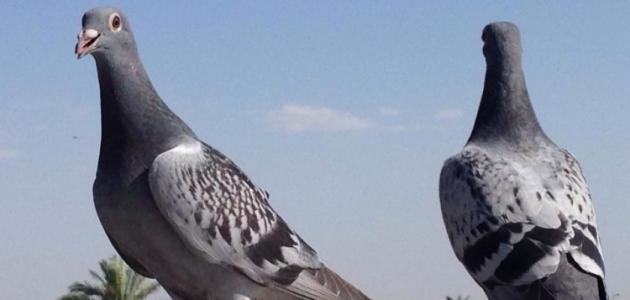 أجمل ما قيل عن الحمام الزاجل 1 أجمل ما قيل عن الحمام الزاجل