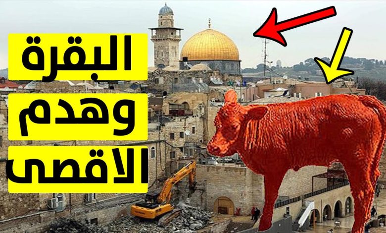 قصة بقرات بني إسرائيل الحمراء