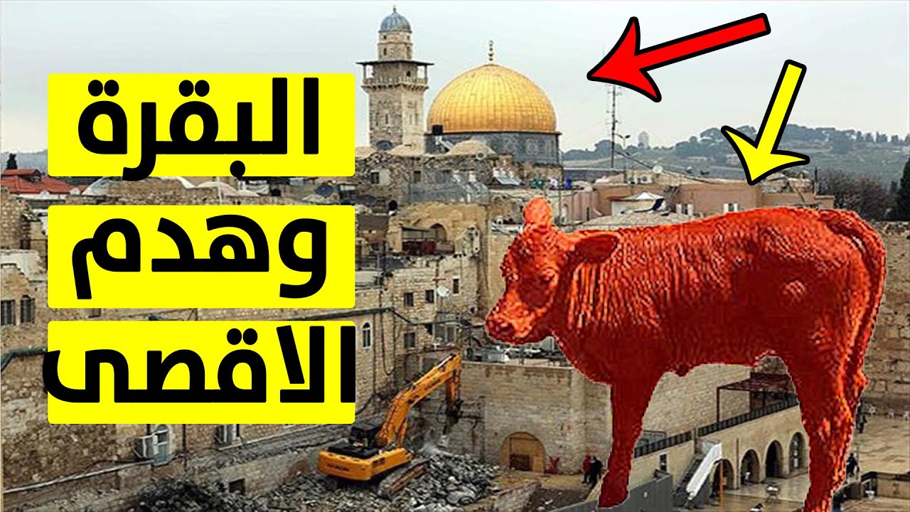 تمهيدًا لهدم الأقصى وإقامة الهيكل.. تفاصيل تكشف لأول مرة في قصة بقرات بني إسرائيل الحمراء 1 قصة بقرات بني إسرائيل الحمراء