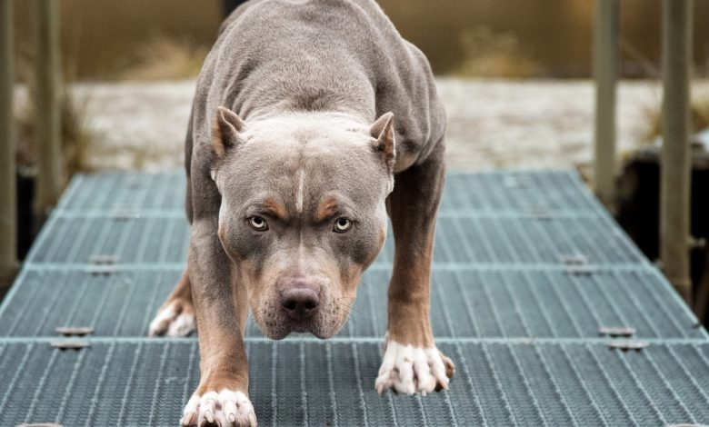 اسماء كلاب ذكور شرسة