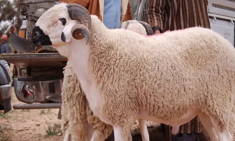 استعدادًا لعيد الأضحى