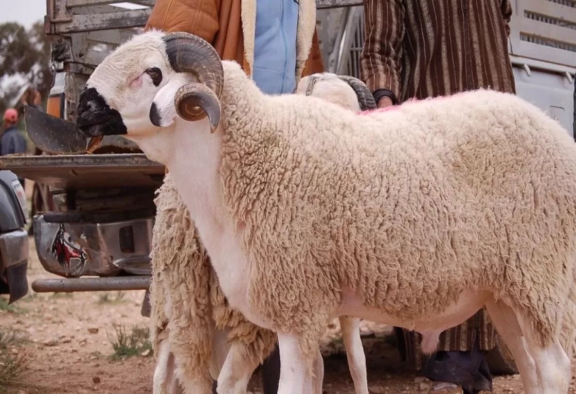 استعدادًا لعيد الأضحى