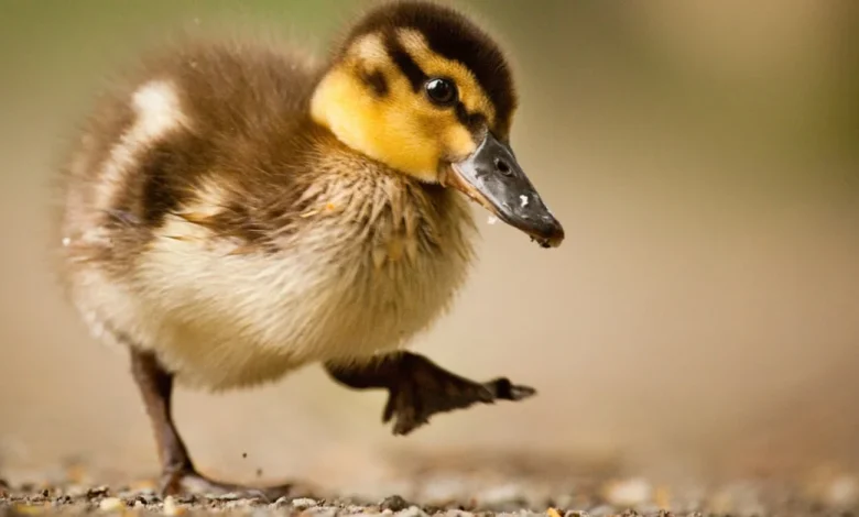 تفسير رؤية البط في المنام