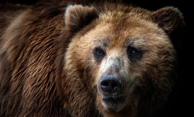 تفسير رؤية الدب