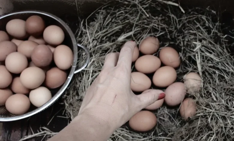تفسير رؤية كثرة البيض في المنام
