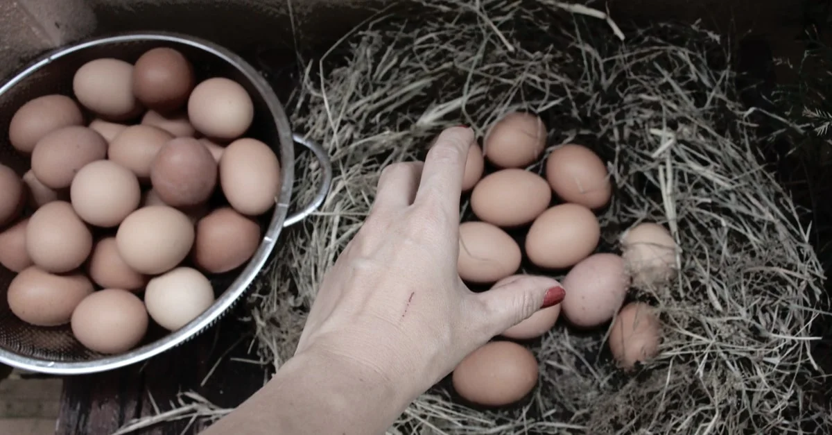 هل البيض في الحلم خير أم شر؟ تفسير رؤية كثرة البيض في المنام 1 تفسير رؤية كثرة البيض في المنام