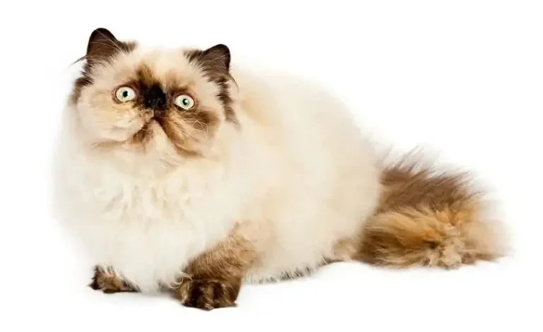 أسماء القطط انجلش