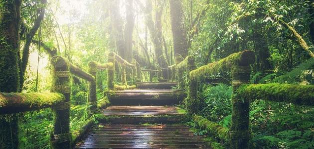 إذاعة مدرسية عن الغابات