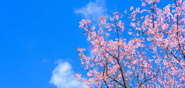 إذاعة مدرسية عن فصل الربيع للمرحلة الابتدائية كاملة جاهزة للطباعة