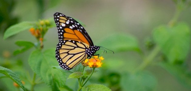 اجمل خلفيات فراشات فخمه