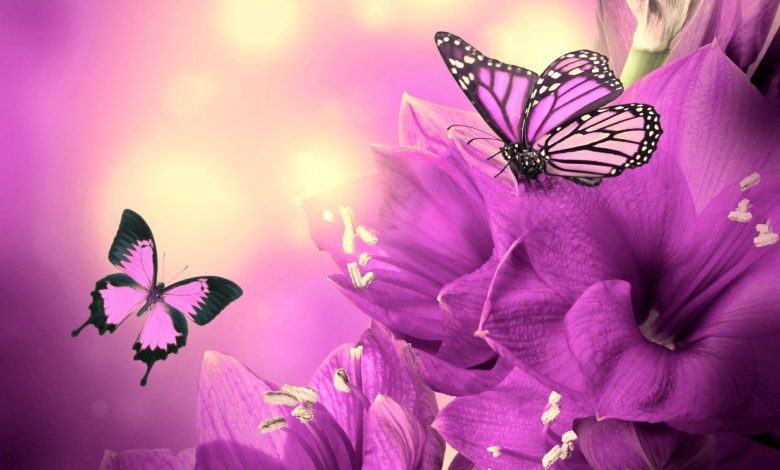 خلفيات ورود وفراشات بجودة عالية مناسبة للهاتف