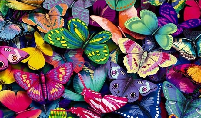 صور فراشات ملونة