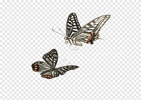 فراشات متحركة