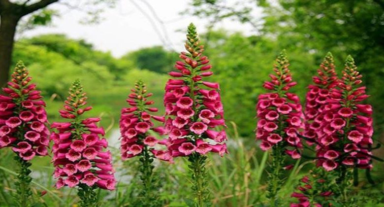 من اسماء ازهار الجنة ومعانيها