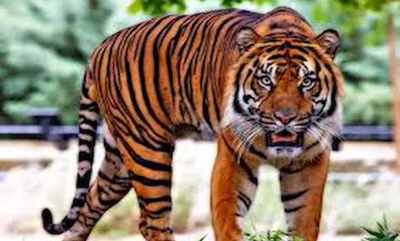 تفسير رؤية الهروب من النمر (1)