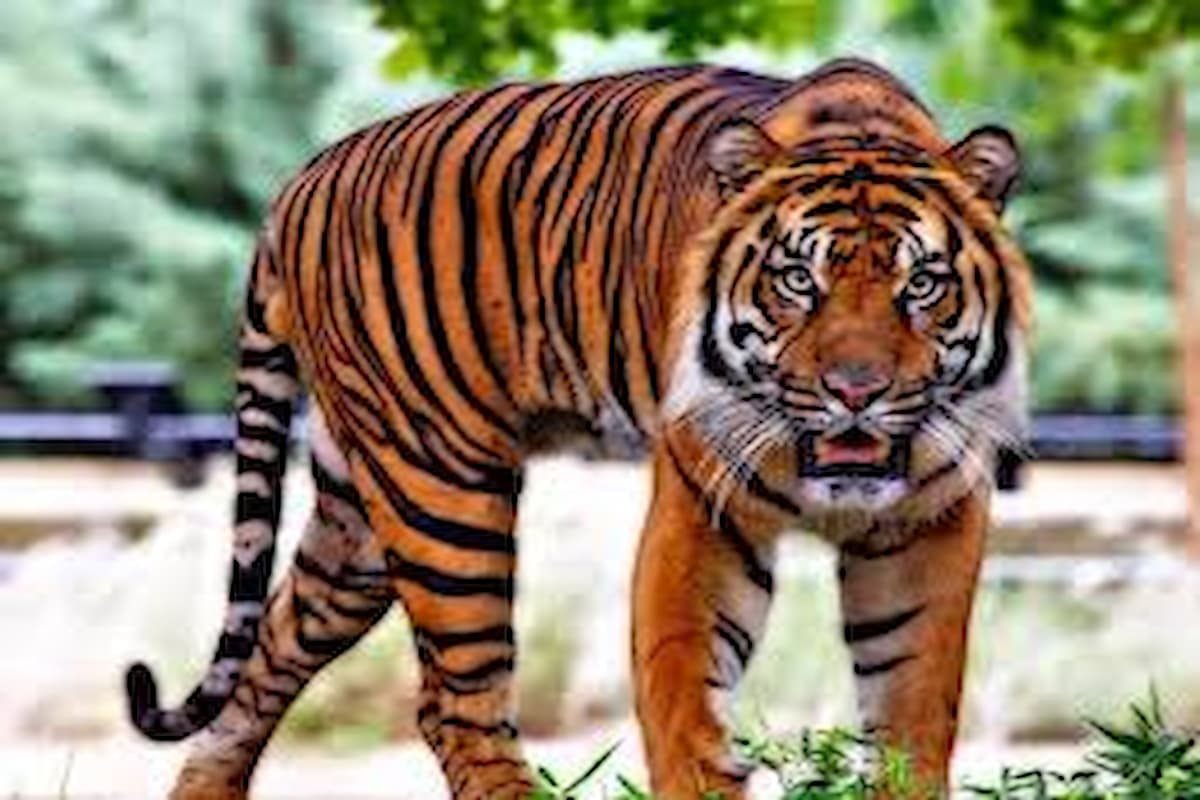 تفسير رؤية الهروب من النمر (1)