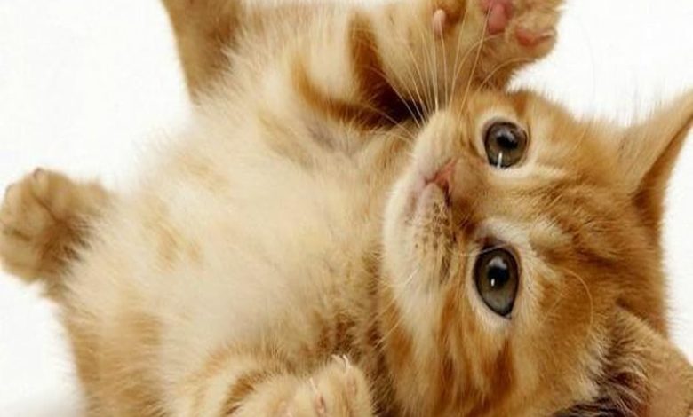 أسماء قطط جميلة ملكية جميلة 2 1