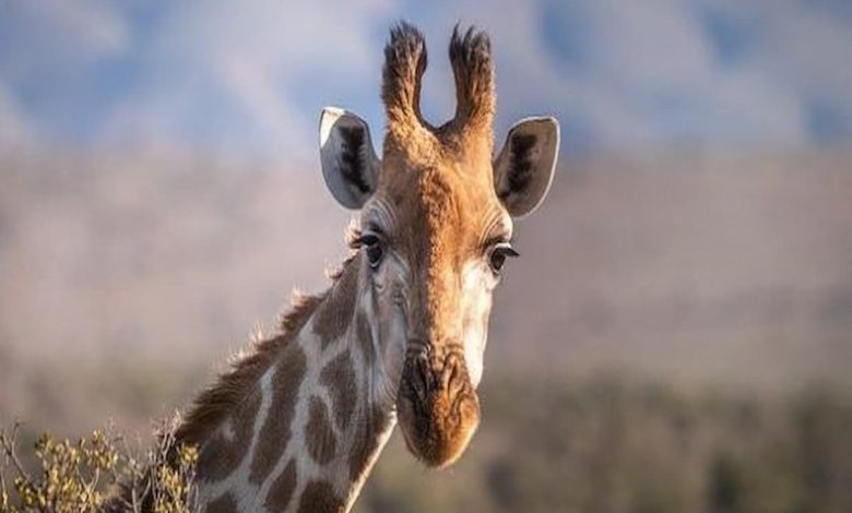 إلى ماذا ترمز الزرافة في المنام