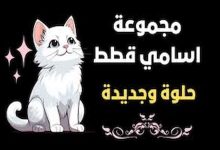 اسامي قطط بيضاء اناث