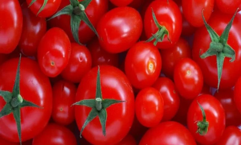 اسباب ارتفاع سعر الطماطم