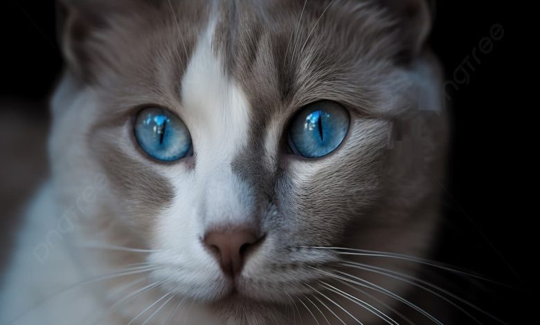 افضل أسماء القطط الإناث بعيون زرقاء
