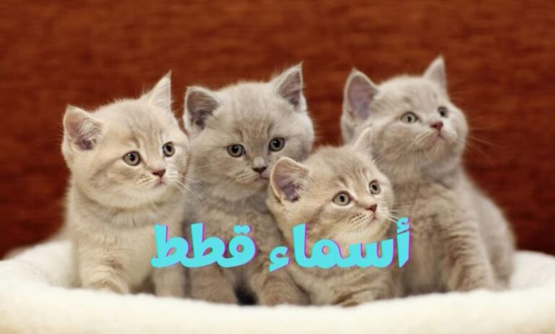 افضل أسماء قطط ومعانيها