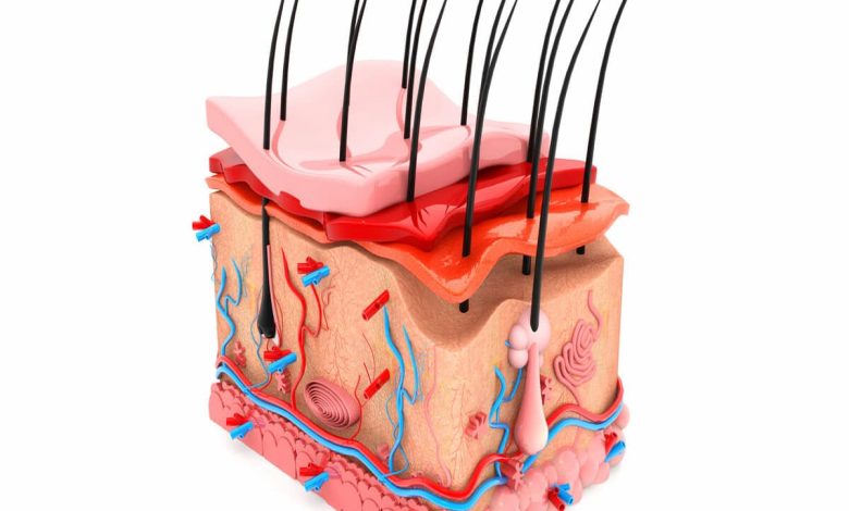 البشرة هي الطبقة السطحية للجلد