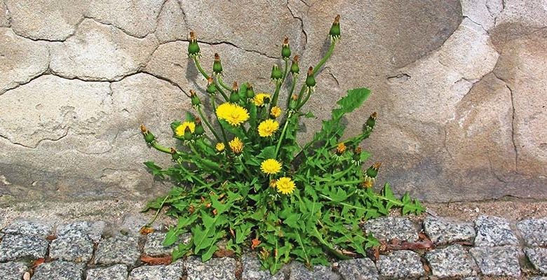 تجربتي مع الهندباء للكبد وأضراره