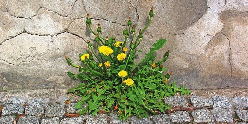تجربتي مع الهندباء للكبد وأضراره وفوائده 1 تجربتي مع الهندباء للكبد وأضراره