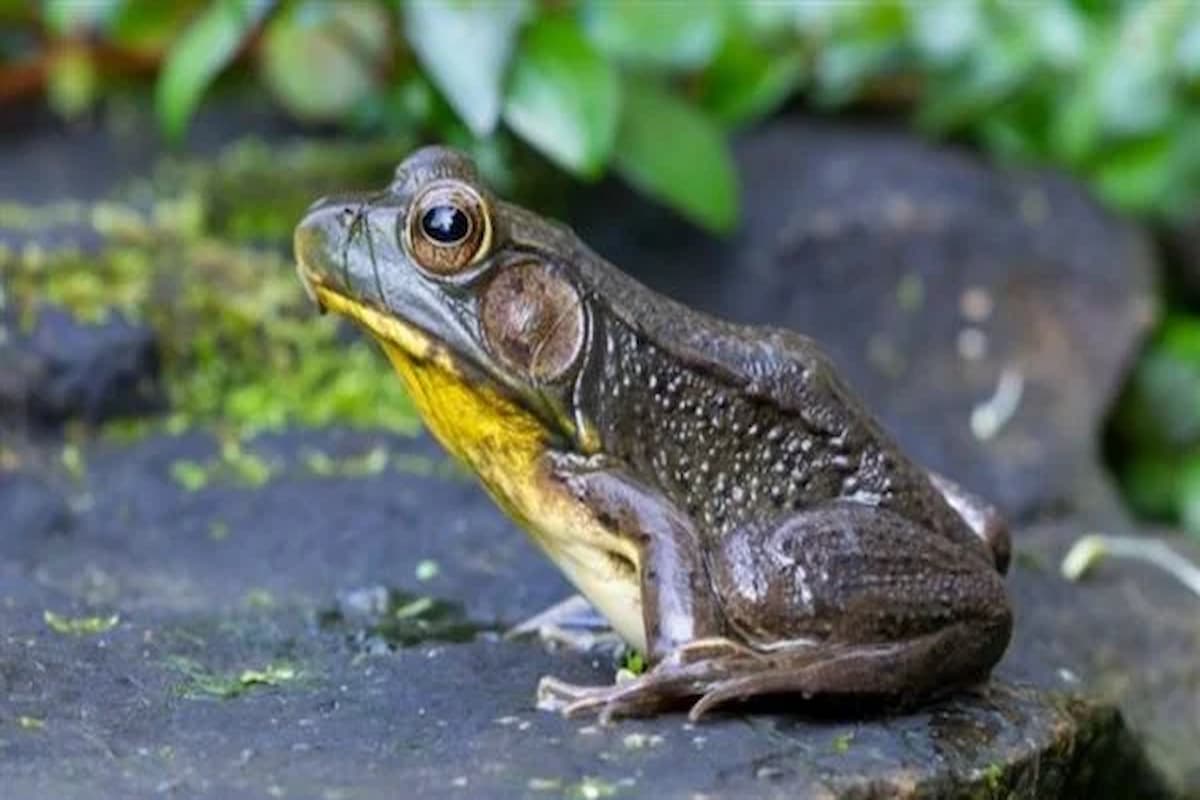 تفسير حلم الضفدع الأخضر