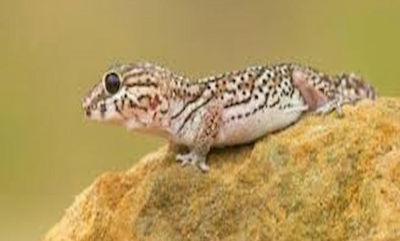 تفسير الخوف من الوزغ في المنام للعزباء