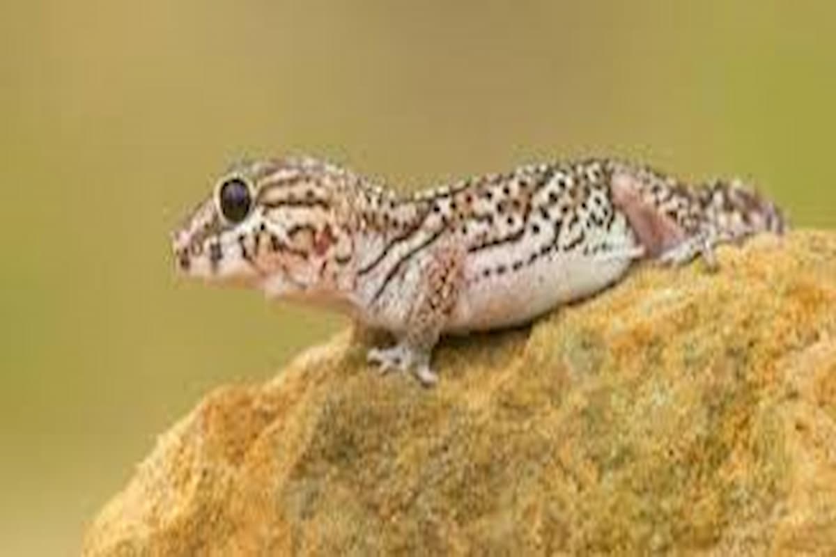 تفسير الخوف من الوزغ في المنام للعزباء