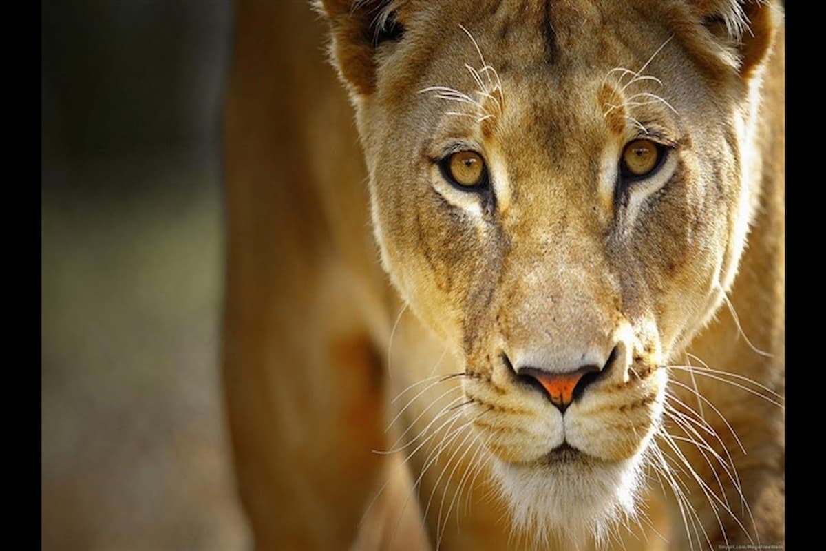 تفسير حلم اللبؤة في البيت