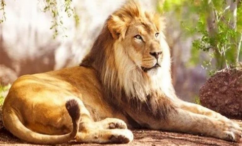 تفسير حلم الأسد في البيت