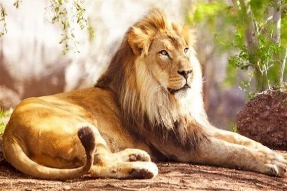 تفسير حلم الأسد في البيت