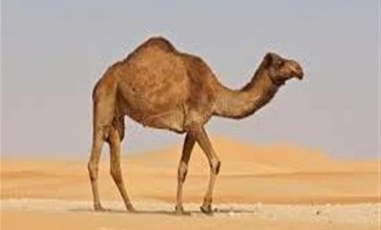 تفسير حلم الجمل في المنام 0 (1)