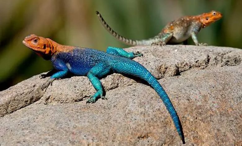 تفسير حلم السحلية في البيت للعزباء