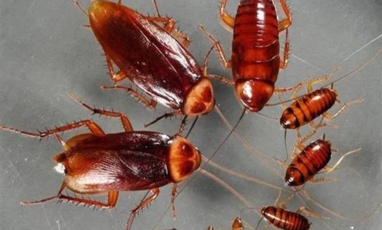 تفسير حلم الصراصير في البيت