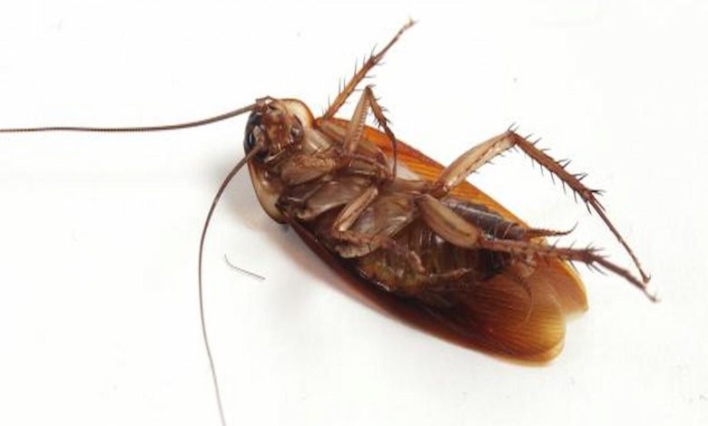 تفسير حلم الصراصير في البيت