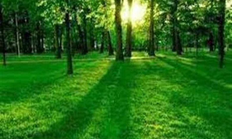 تفسير حلم المشي في حديقة خضراء (1)