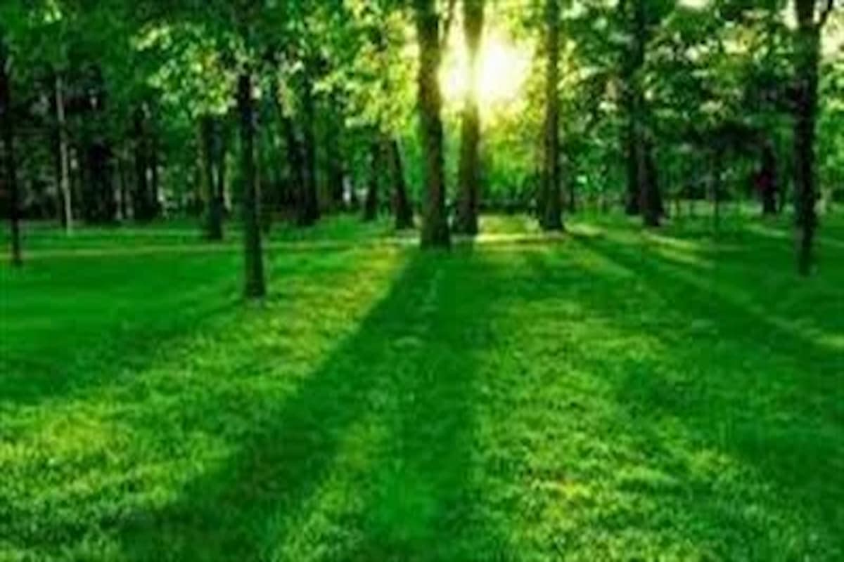 تفسير حلم المشي في حديقة خضراء (1)