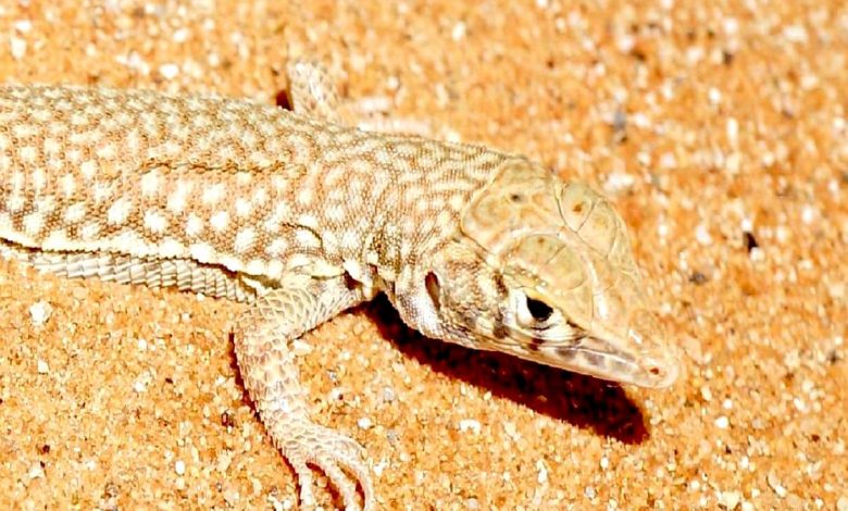 تفسير حلم سحلية الجدار للمتزوجة