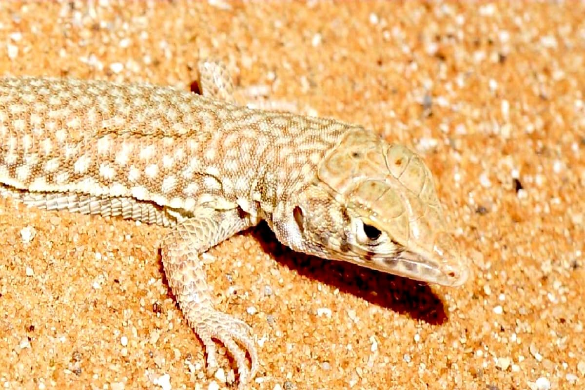 تفسير حلم سحلية الجدار للمتزوجة