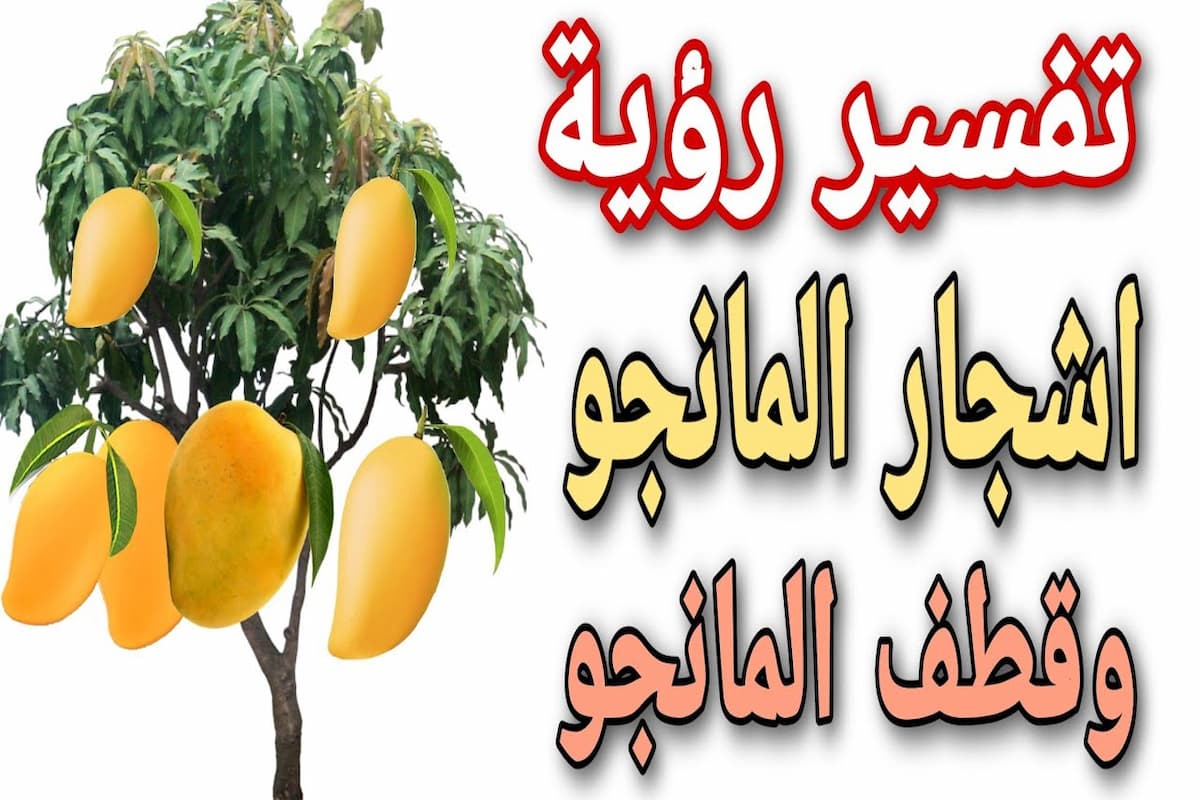 تفسير حلم شجرة المانجو