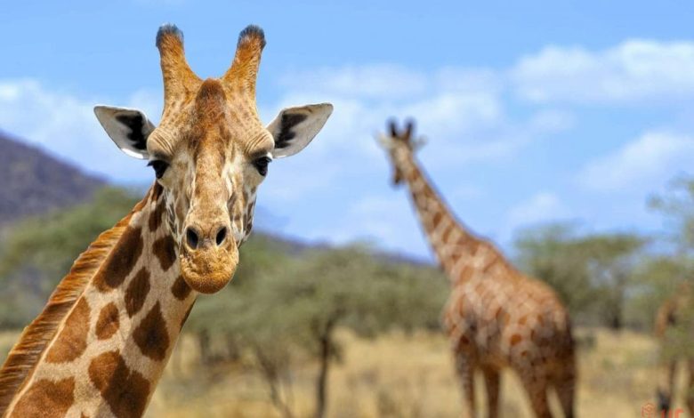 على ماذا تدل الزرافة في المنام