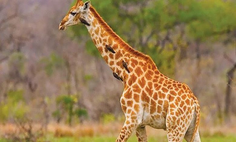 تفسير حلم الزرافة في المنام