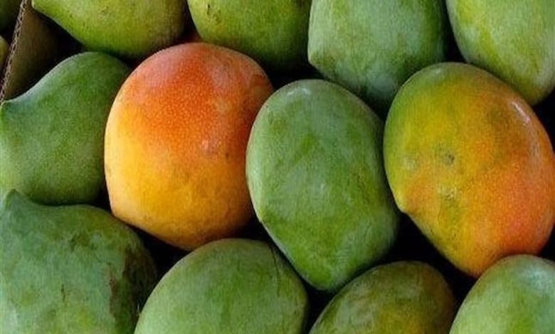 تفسير حلم قطف المانجو من الشجرة