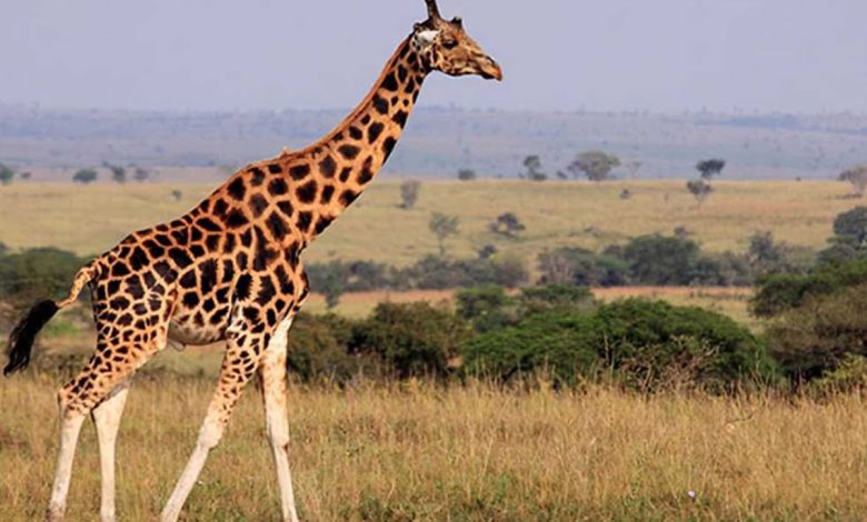 تفسير حلم الزرافة للرجل