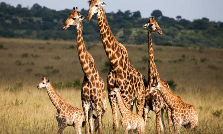 تفسير رؤية الزرافة في المنام