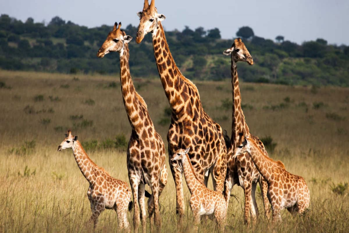 تفسير رؤية الزرافة في المنام